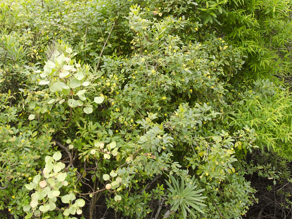 Jasminum odoratissimum